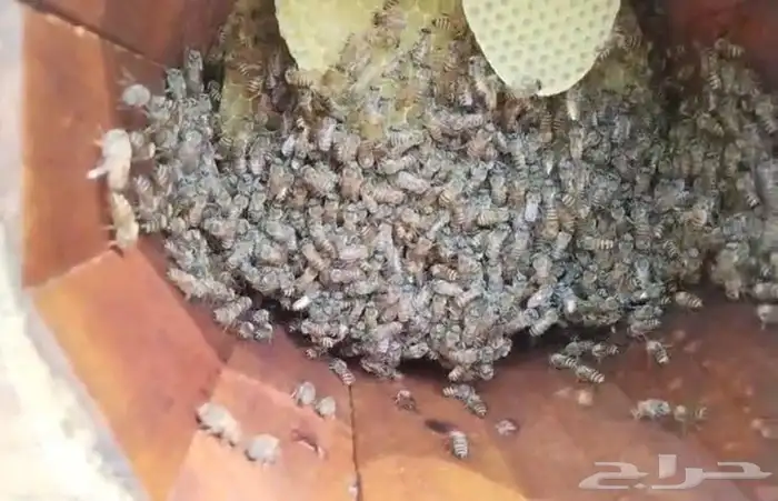 نحل للبيع كفو 9