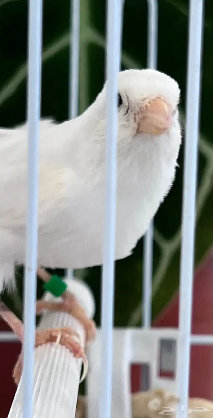 انثى كناري 1