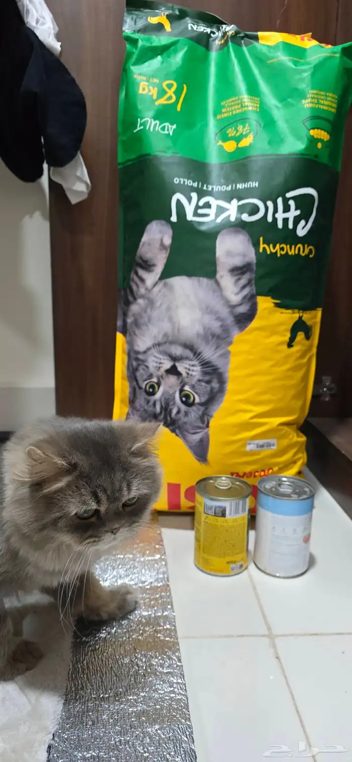 قطوة للتبني شيرازي 1