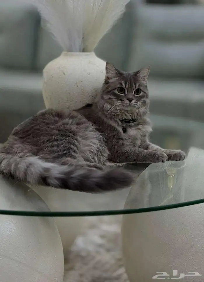 قطه شيرازي معها جميع ملحقاتها 1