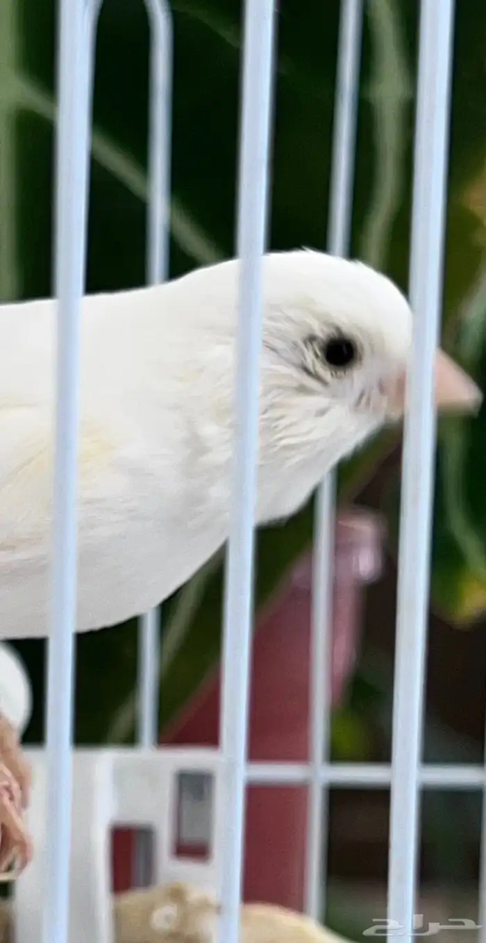 انثى كناري 15