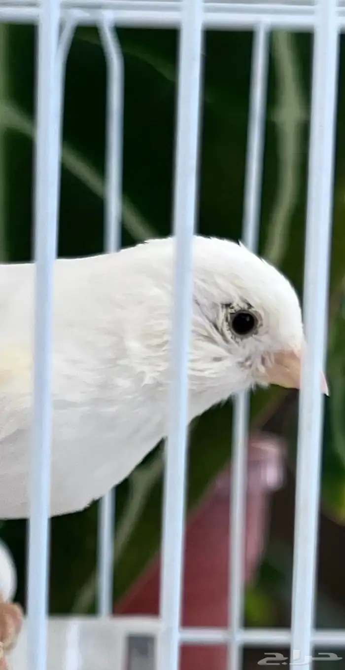 انثى كناري 14