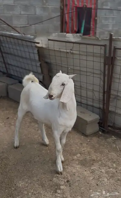 مشروع فحل مطور ابرص index