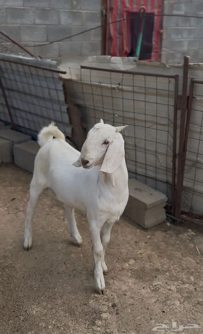 مشروع فحل مطور ابرص 3