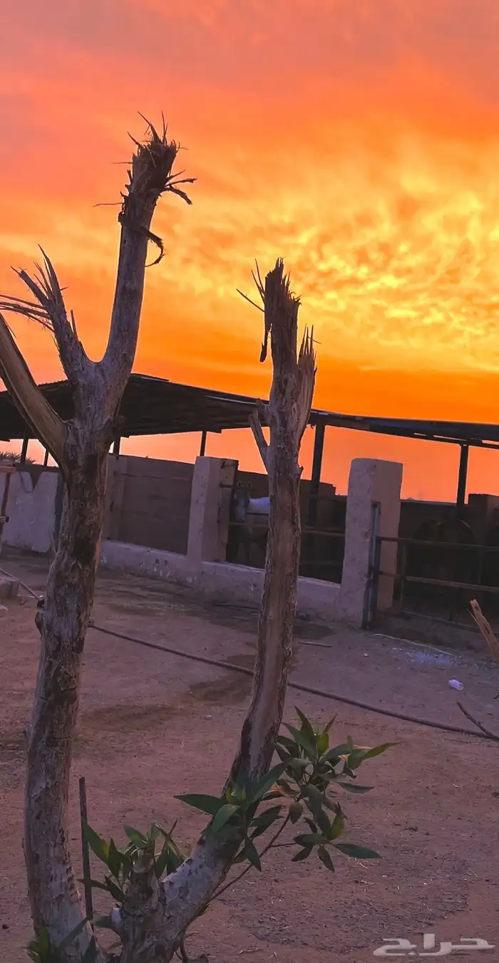 اسطبل النايف 0