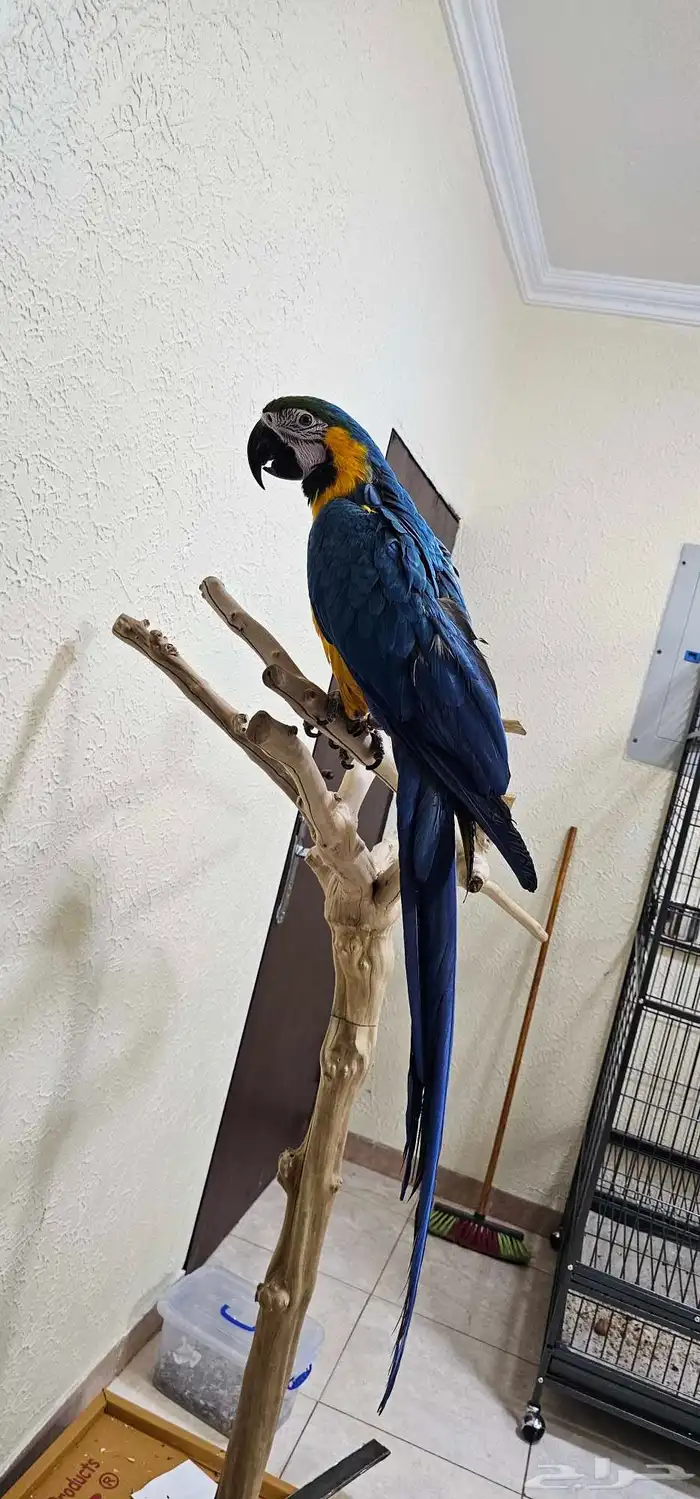 مكاو بلو اند قولد كابتين كلام تم الببييع 1