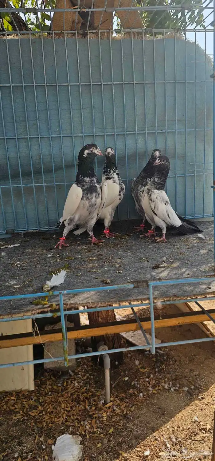 حمام باكستاني تيدي طبات 10