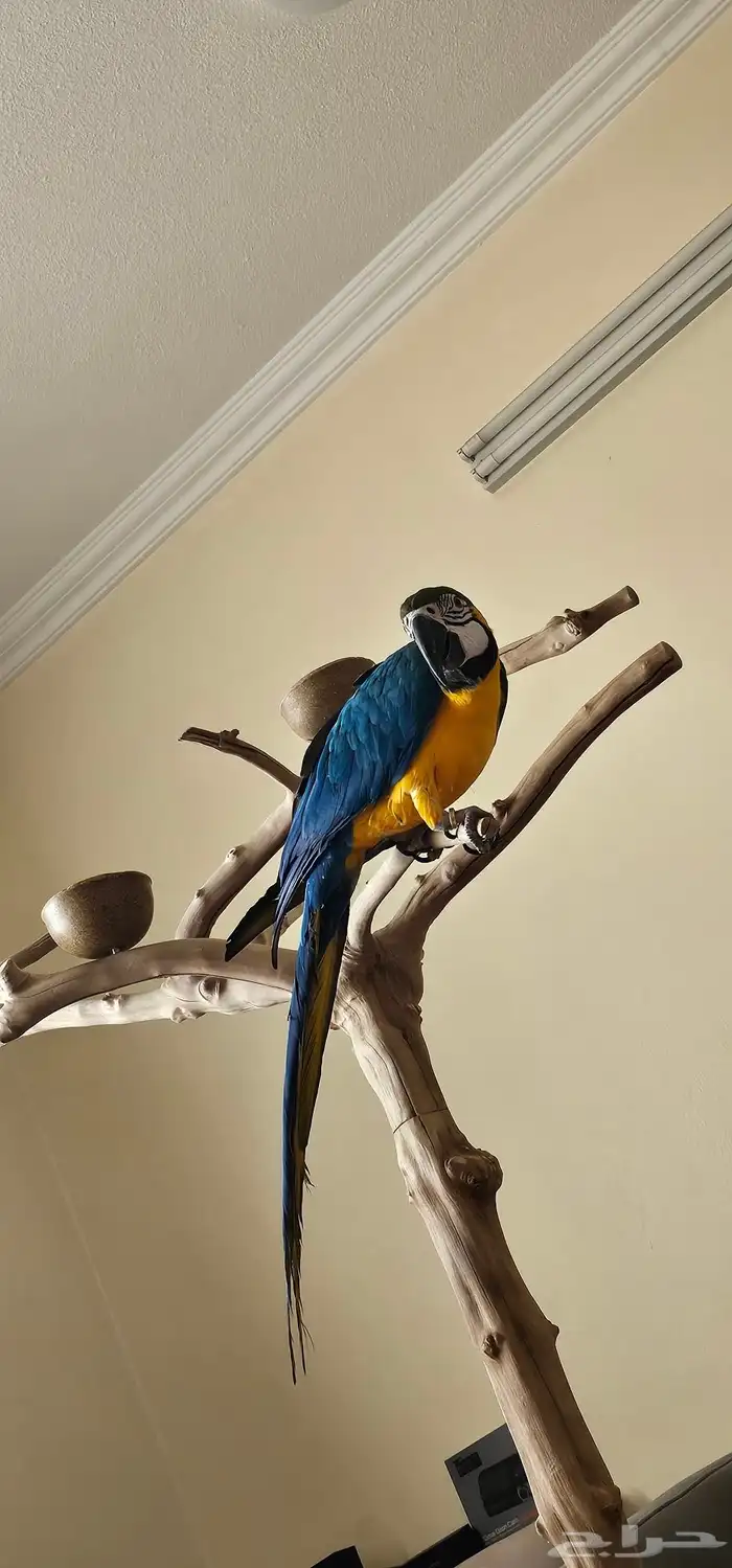 مكاو بلو اند قولد كابتين كلام تم الببييع 4