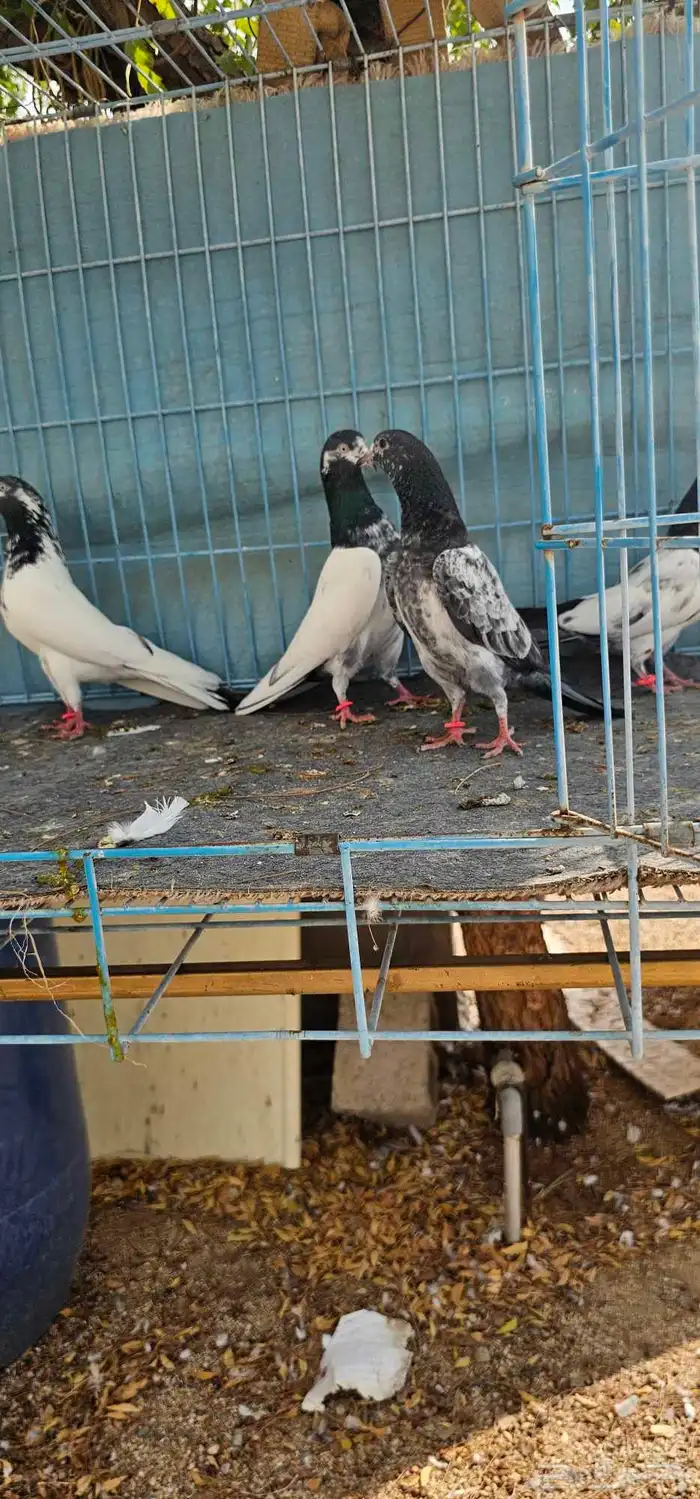 حمام باكستاني تيدي طبات 14