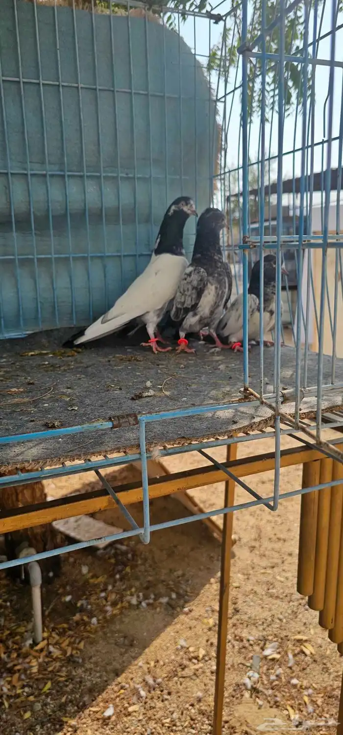 حمام باكستاني تيدي طبات 15