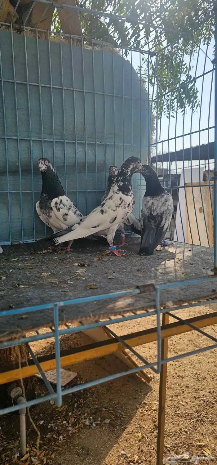 حمام باكستاني تيدي طبات 2