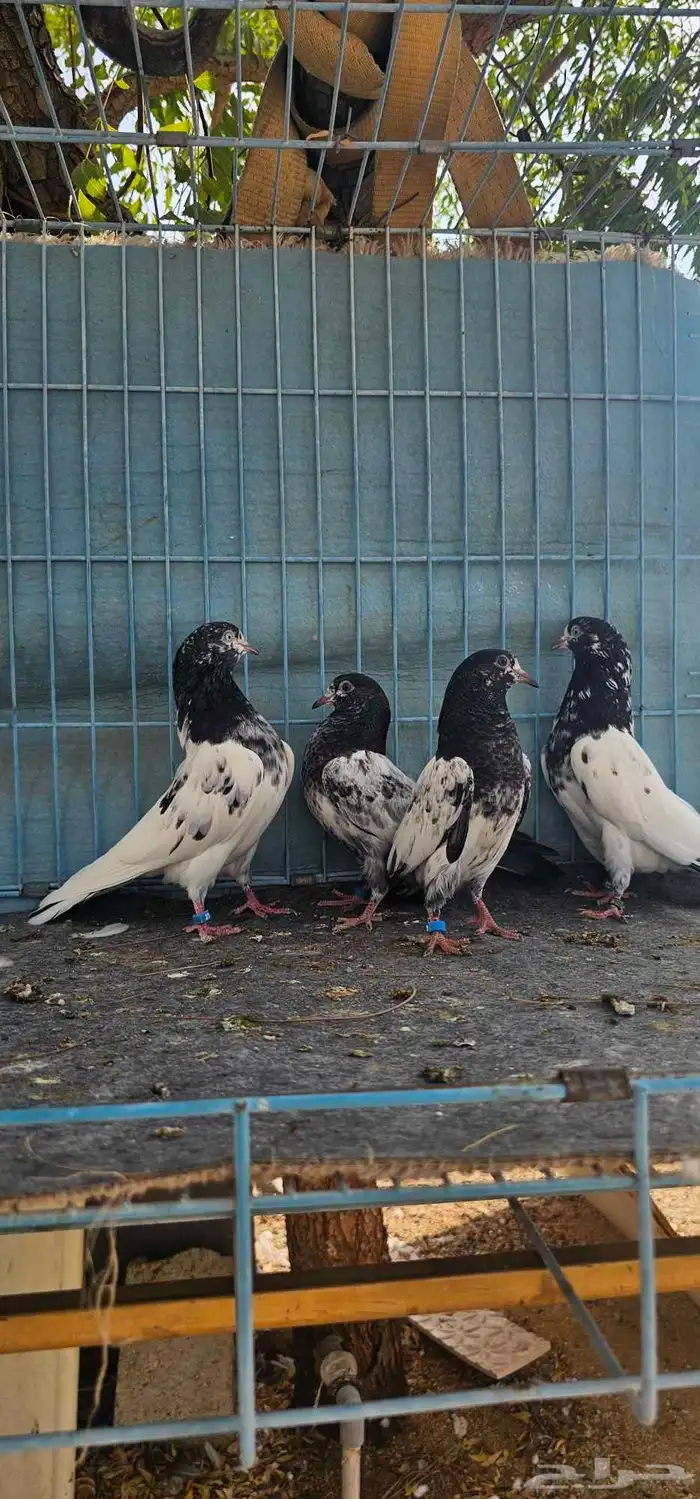 حمام باكستاني تيدي طبات 8