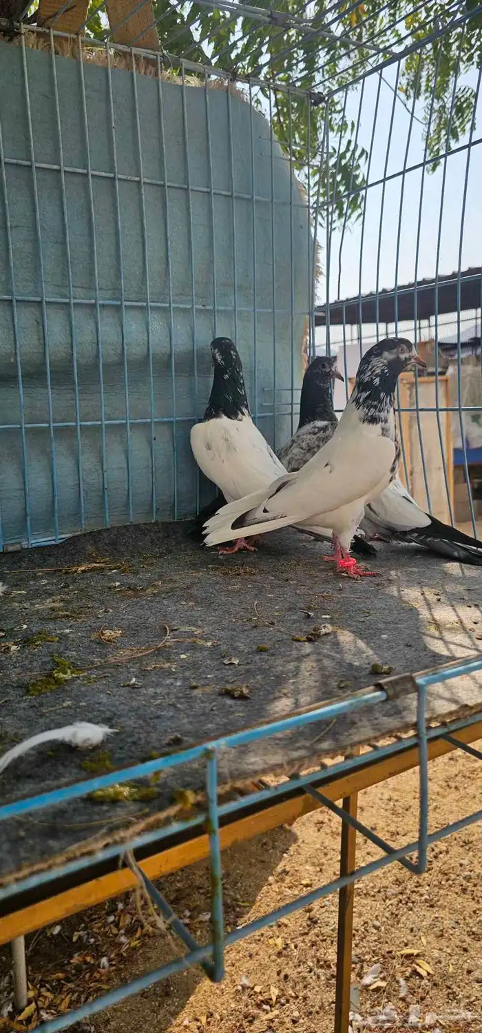 حمام باكستاني تيدي طبات 13