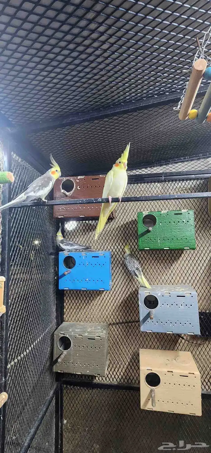 كروان للبيع جمله وتفريد 4