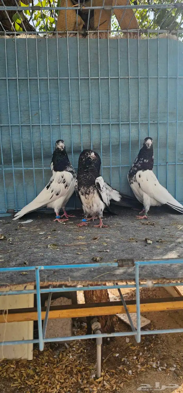 حمام باكستاني تيدي طبات 7