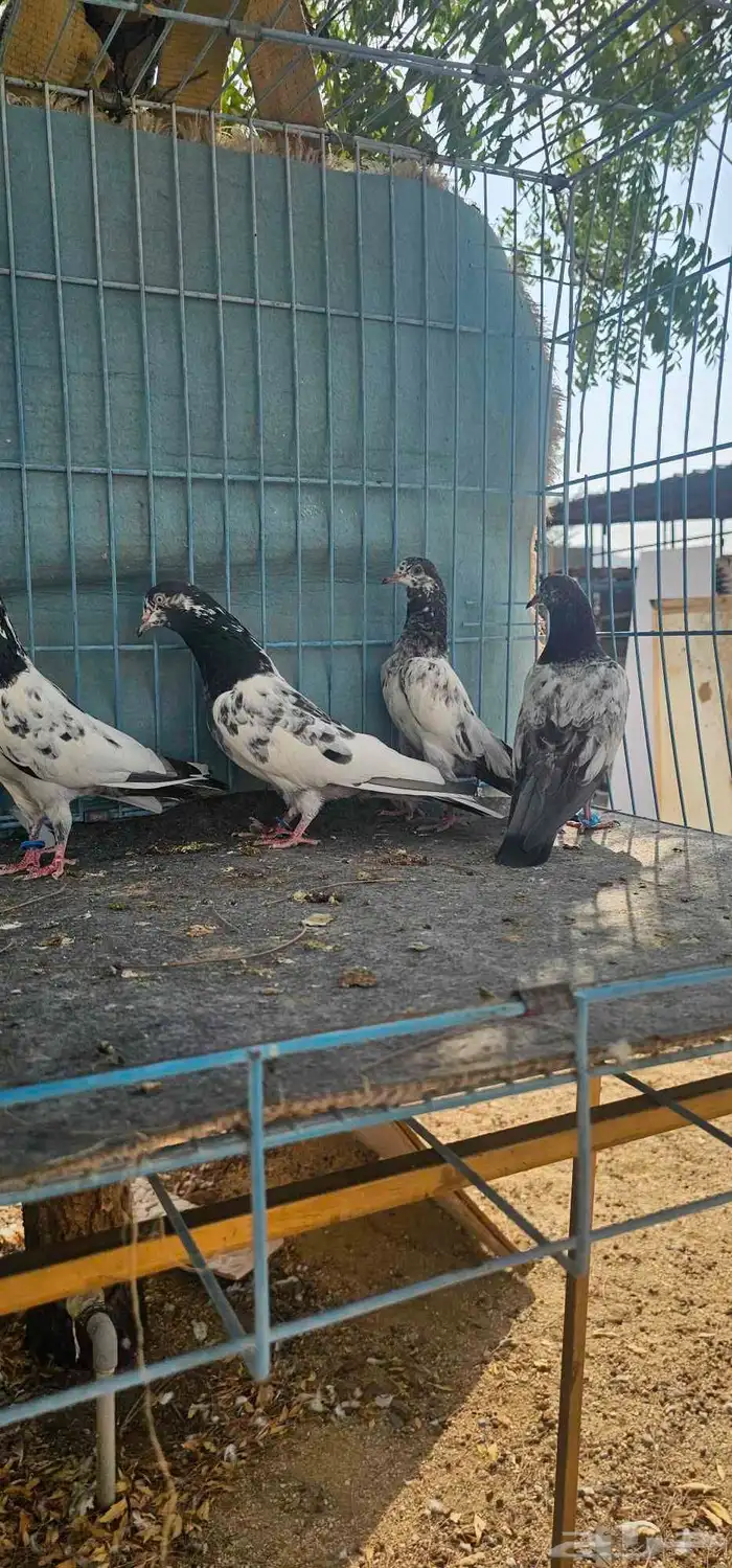 حمام باكستاني تيدي طبات 1