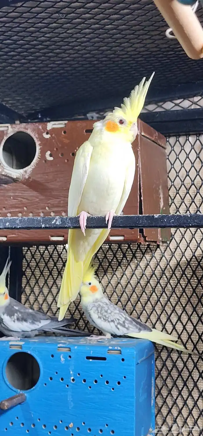 كروان للبيع جمله وتفريد 0