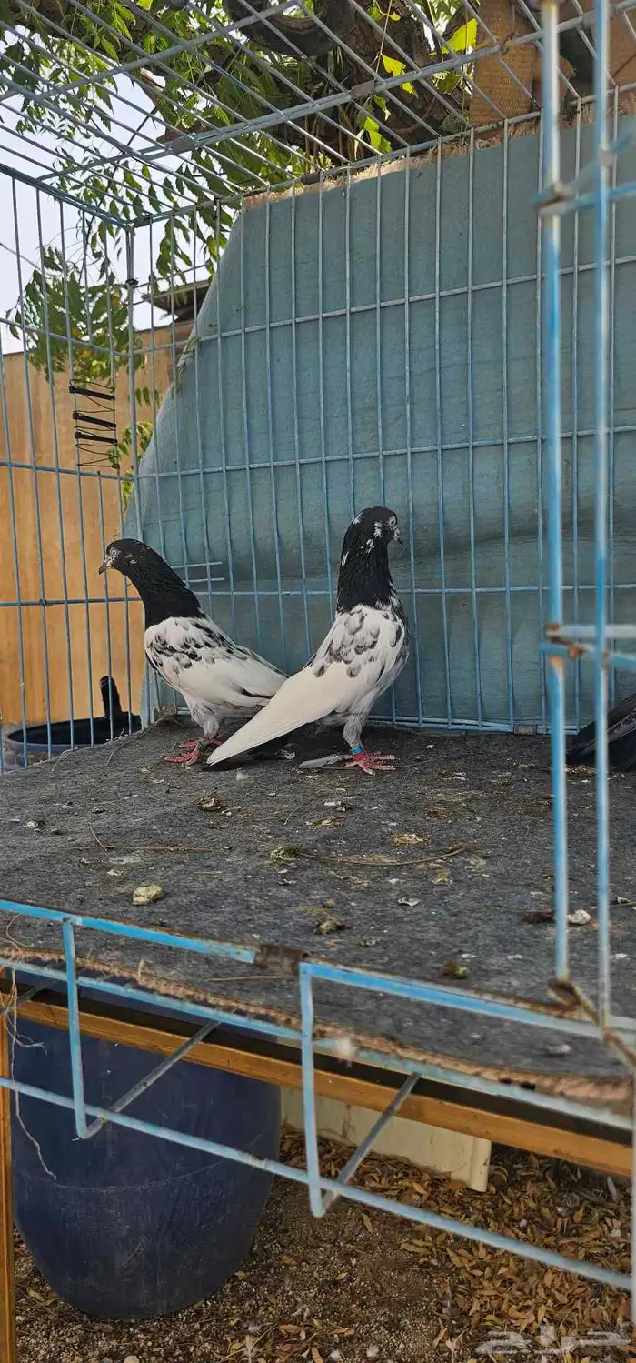 حمام باكستاني تيدي طبات 12