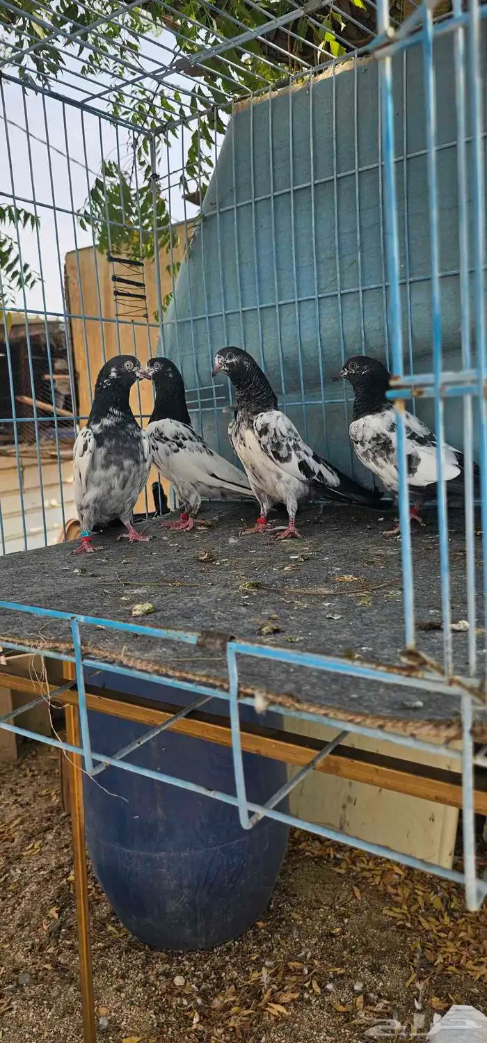 حمام باكستاني تيدي طبات 11