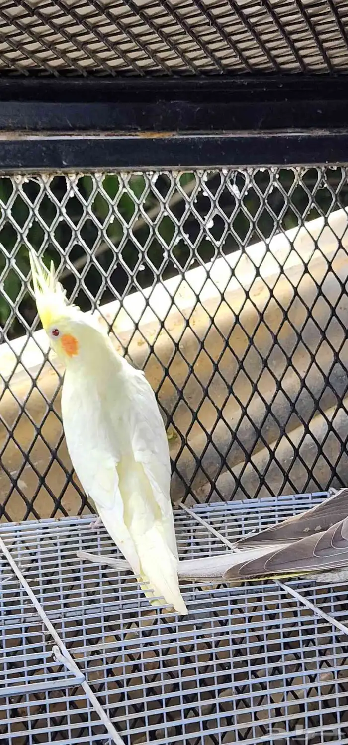 كروان للبيع جمله وتفريد 1