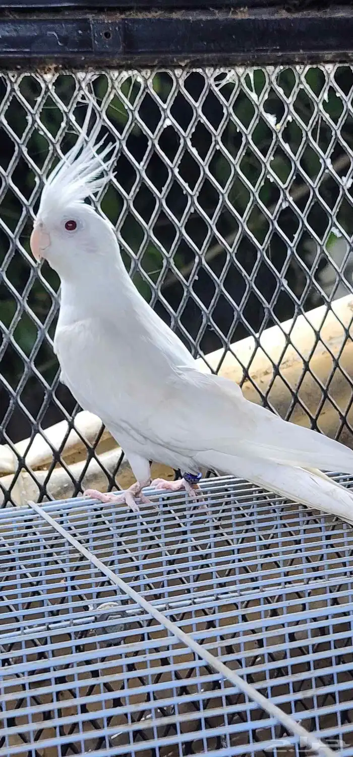 كروان للبيع جمله وتفريد 2