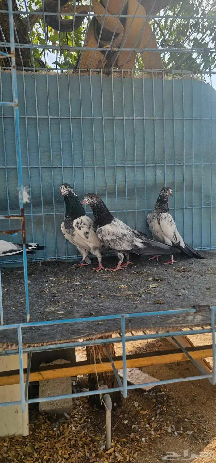 حمام باكستاني تيدي طبات 3