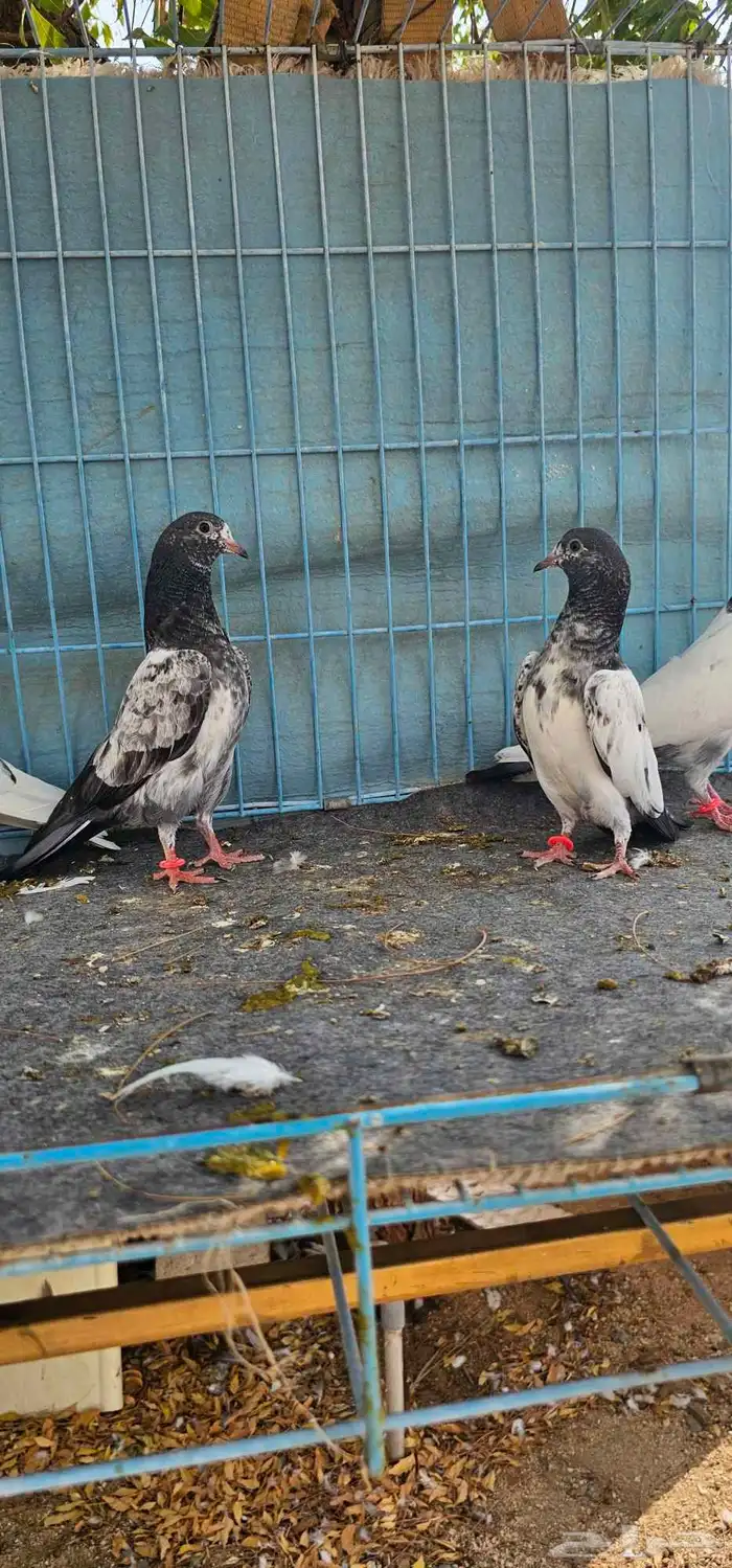 حمام باكستاني تيدي طبات 16