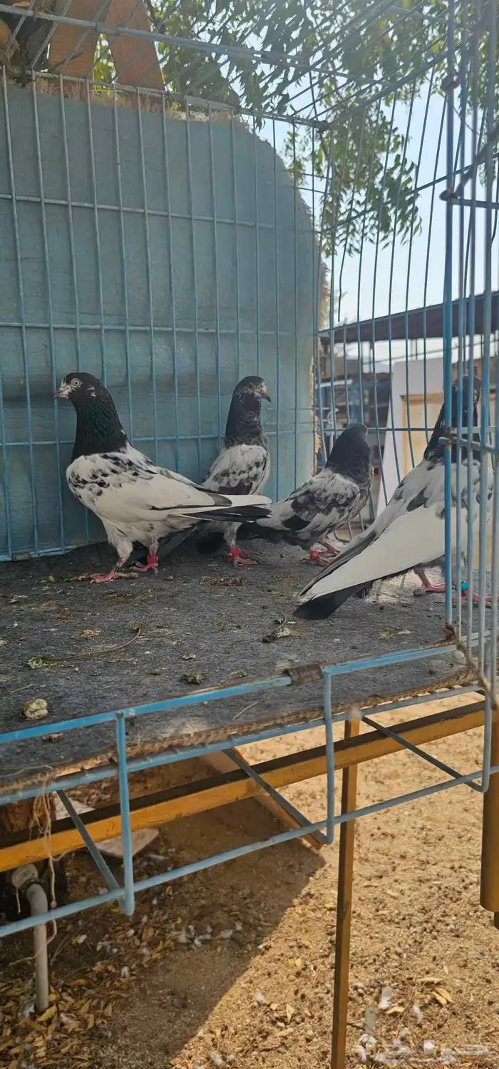 حمام باكستاني تيدي طبات 9