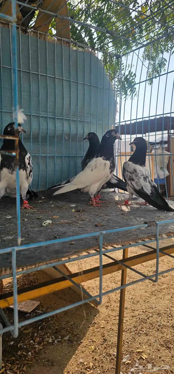 حمام باكستاني تيدي طبات 5