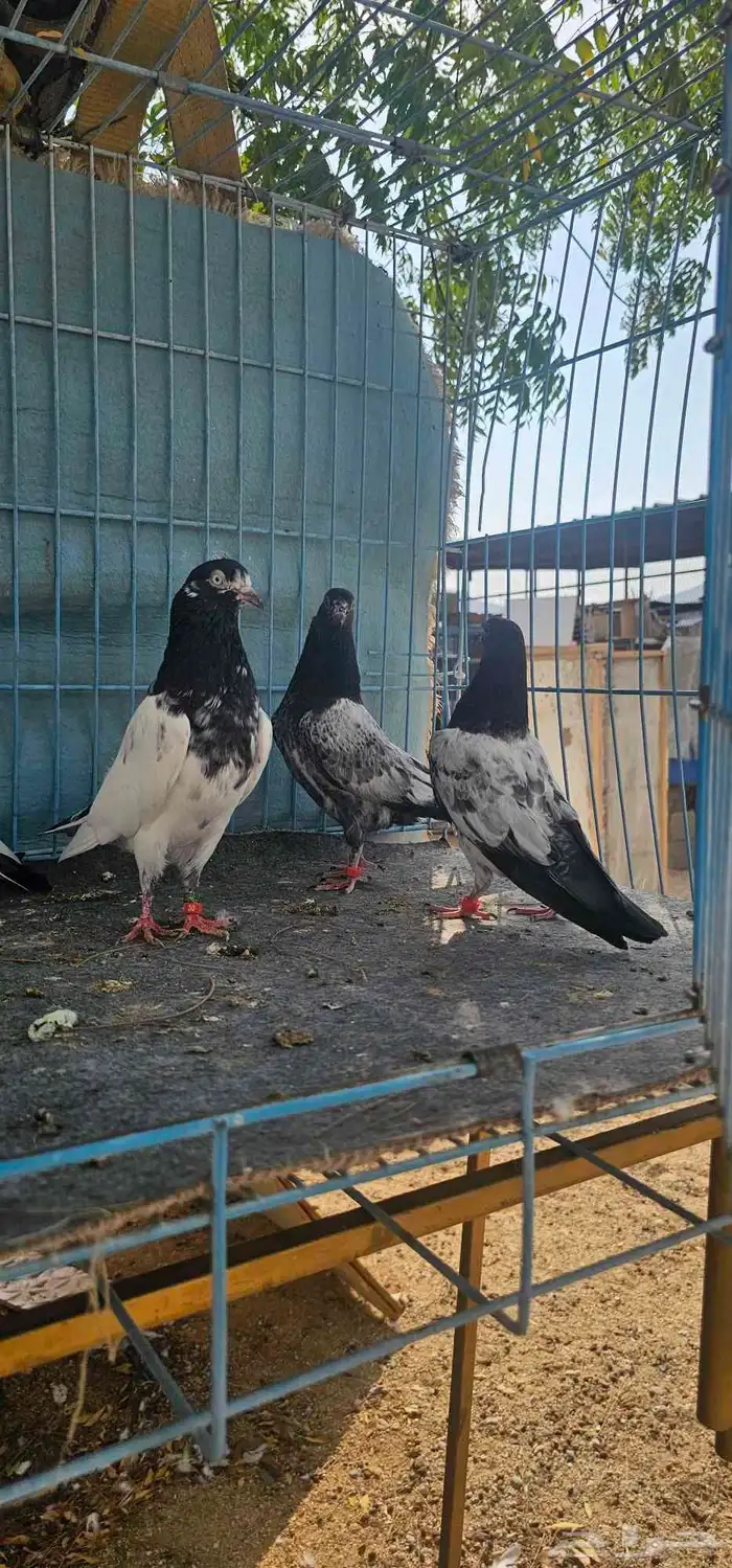 حمام باكستاني تيدي طبات 4