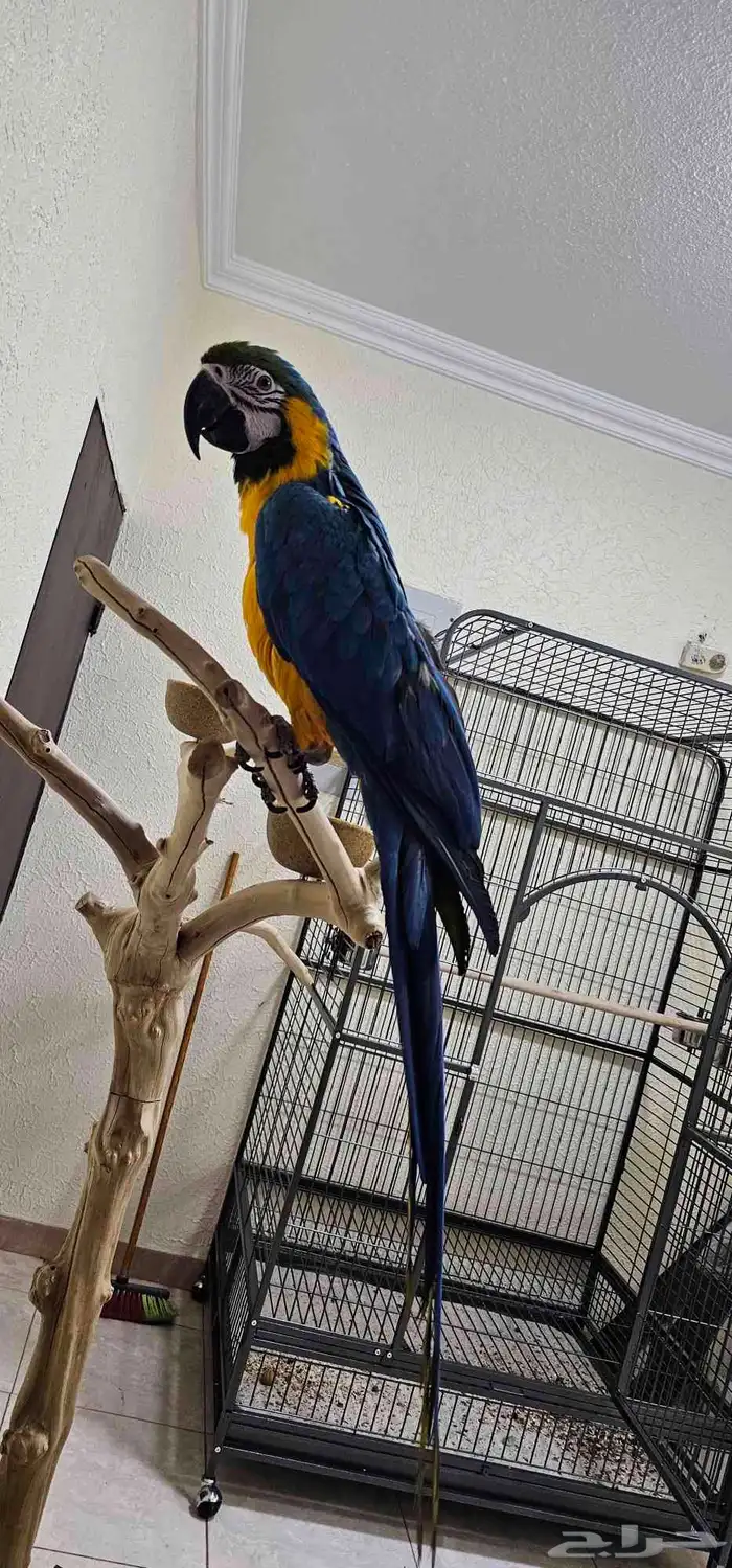 مكاو بلو اند قولد كابتين كلام تم الببييع 2