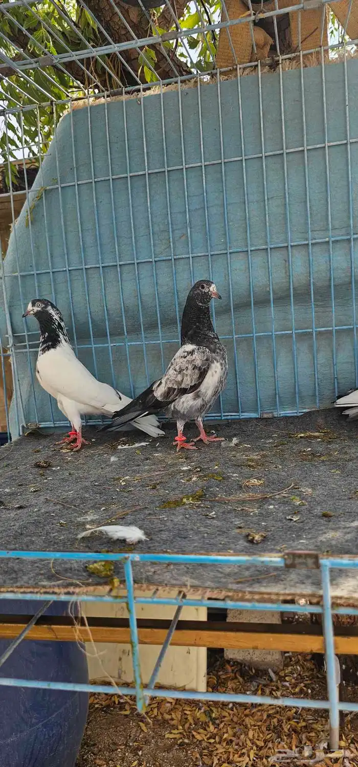 حمام باكستاني تيدي طبات 17