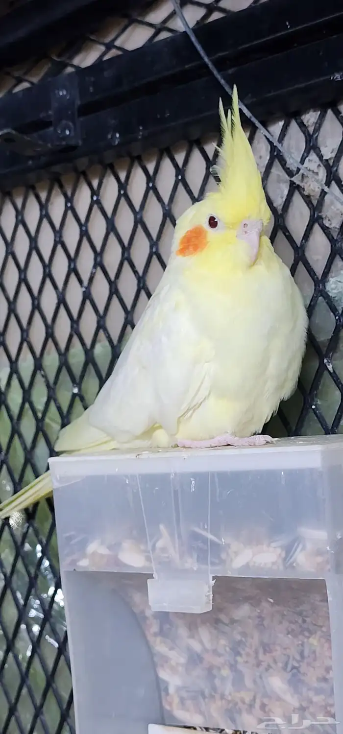 كروان للبيع جمله وتفريد 3