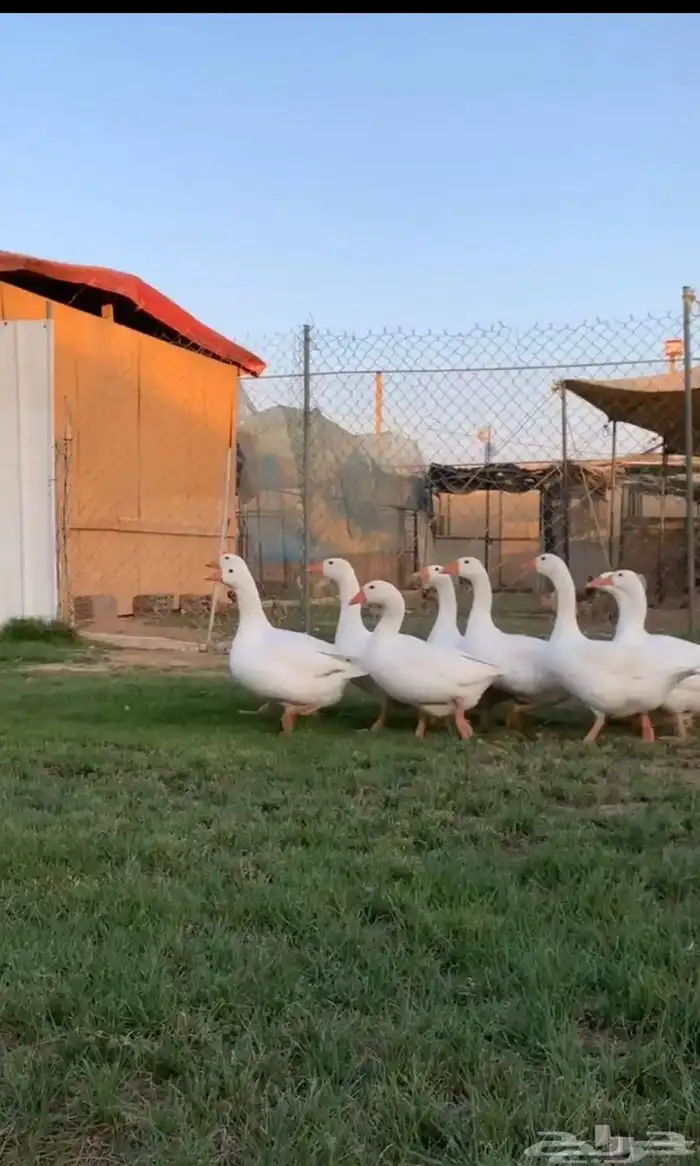 وز كندي ابيض الحبه ب140 0