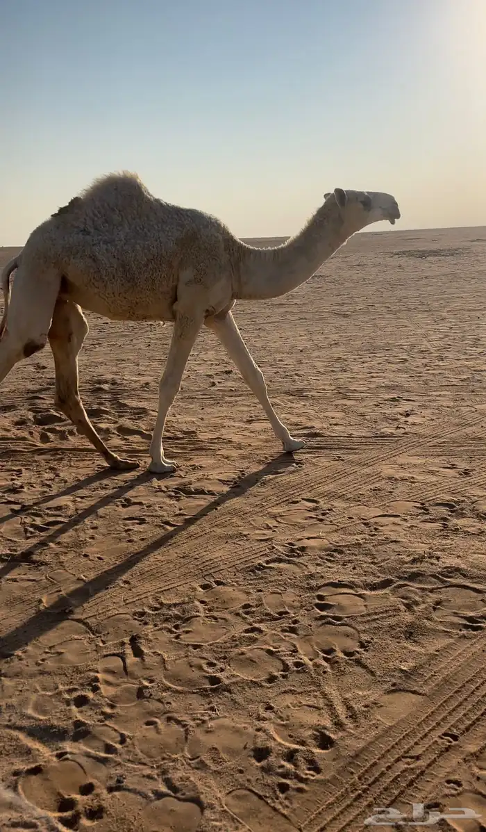 وضحا كفو حواره 2