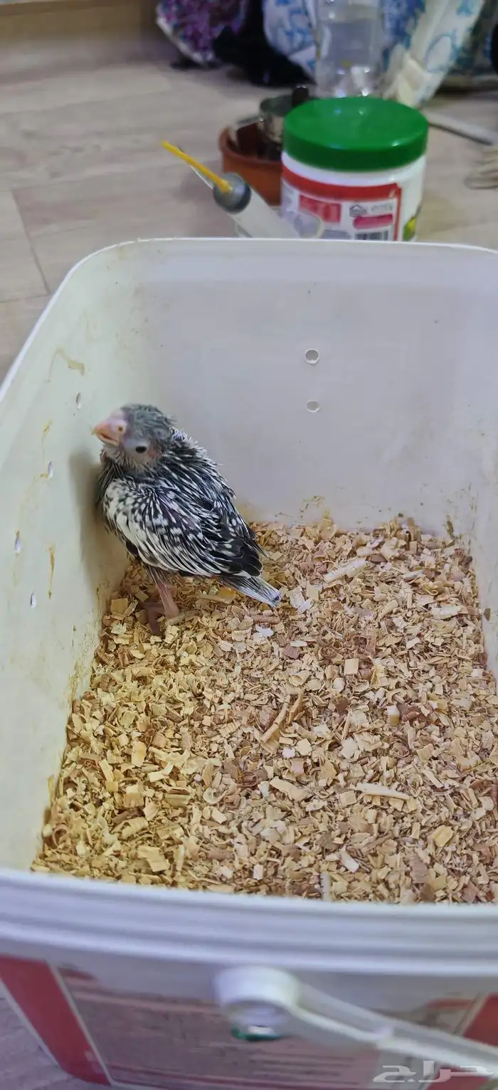 فرخ كروان هولندي غر 2