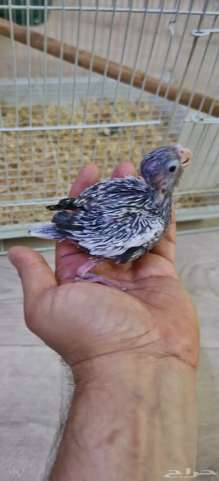 فرخ كروان هولندي غر 0