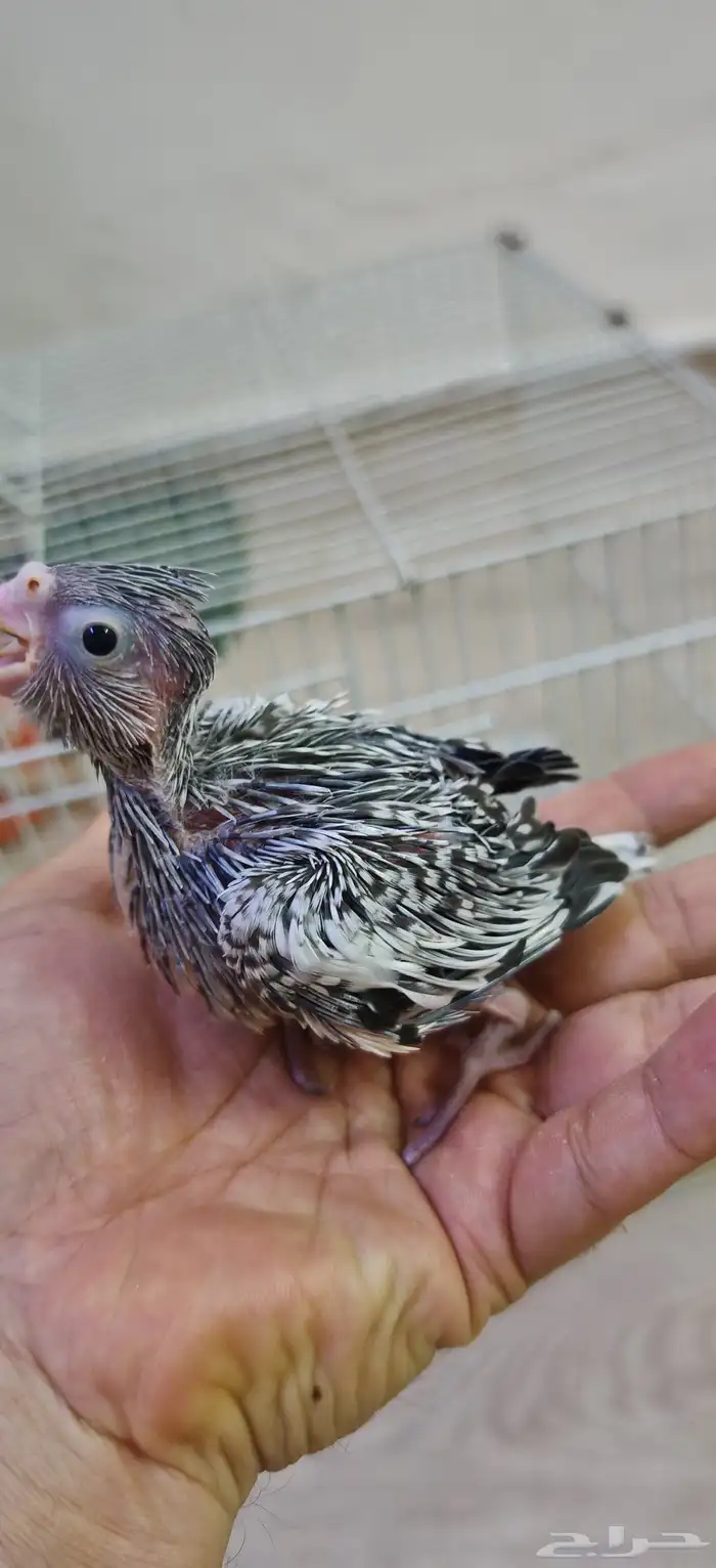 فرخ كروان هولندي غر 1