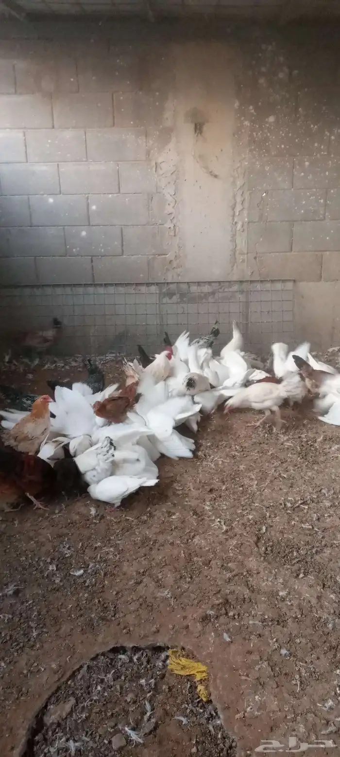 متوفر 10جوز حمام فرنسى امهات بحاله صحيه ممتازه بياض على شرط 0