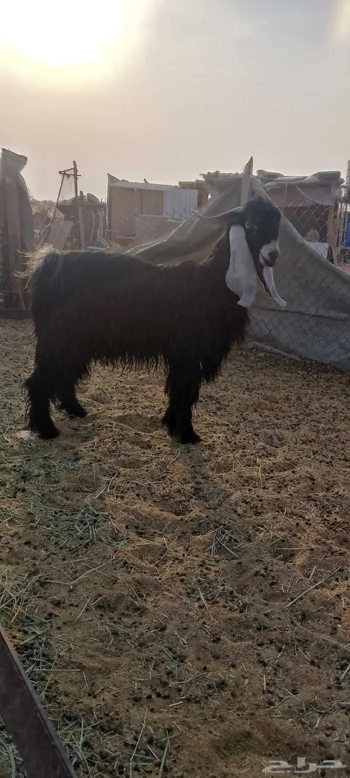 للبيع تيس عارضي 1