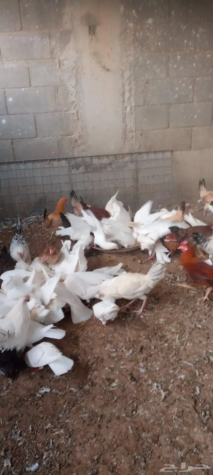 متوفر 10جوز حمام فرنسى امهات بحاله صحيه ممتازه بياض على شرط 1