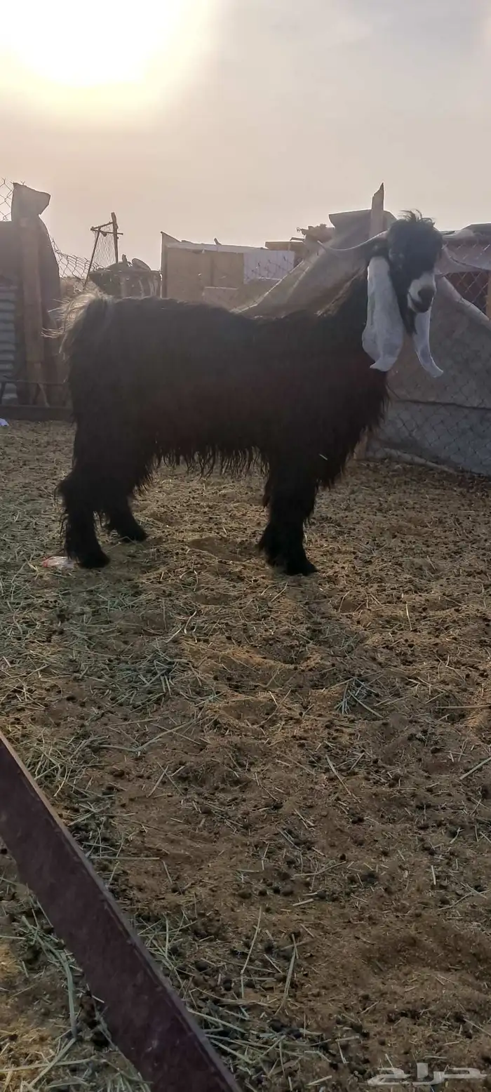 للبيع تيس عارضي 0