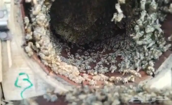 نحل للبيع كفو 7