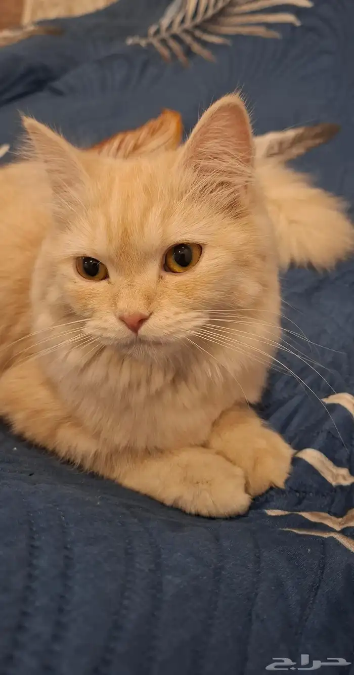 قط صغير للتبني لقيته 2