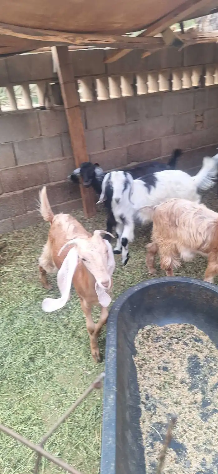 3 تيوس مخاصي و 4 جفار عمر 6 أشهر وزياده علفها شعير وبرسيم 4