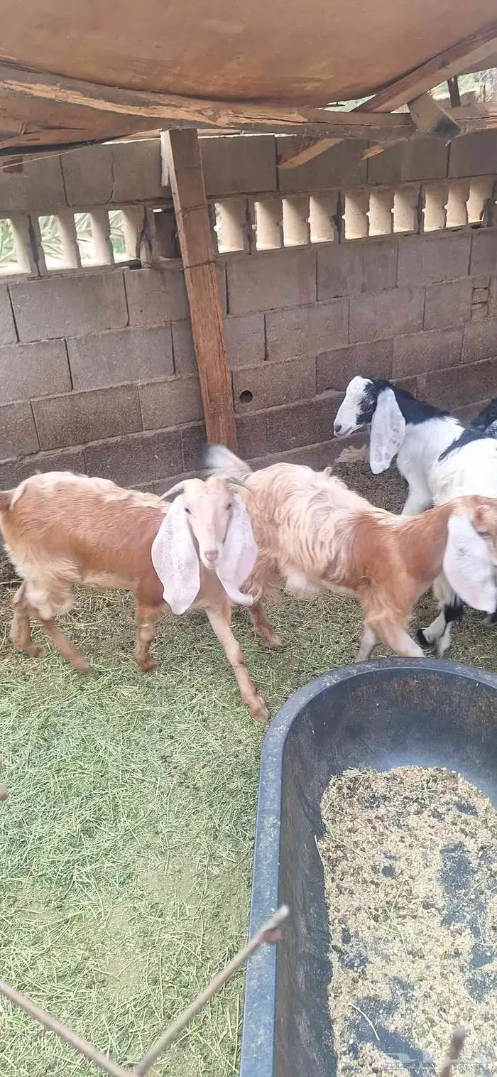 3 تيوس مخاصي و 4 جفار عمر 6 أشهر وزياده علفها شعير وبرسيم 5