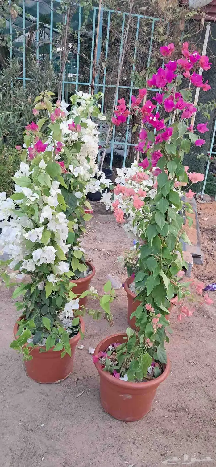 تنسيق الحدائق 1