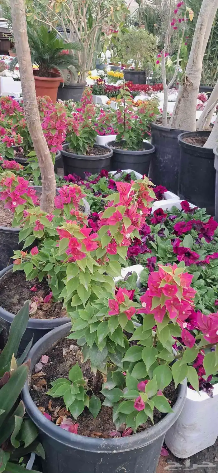 تنسيق الحدائق 6