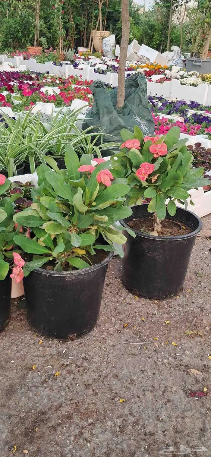 تنسيق الحدائق 4