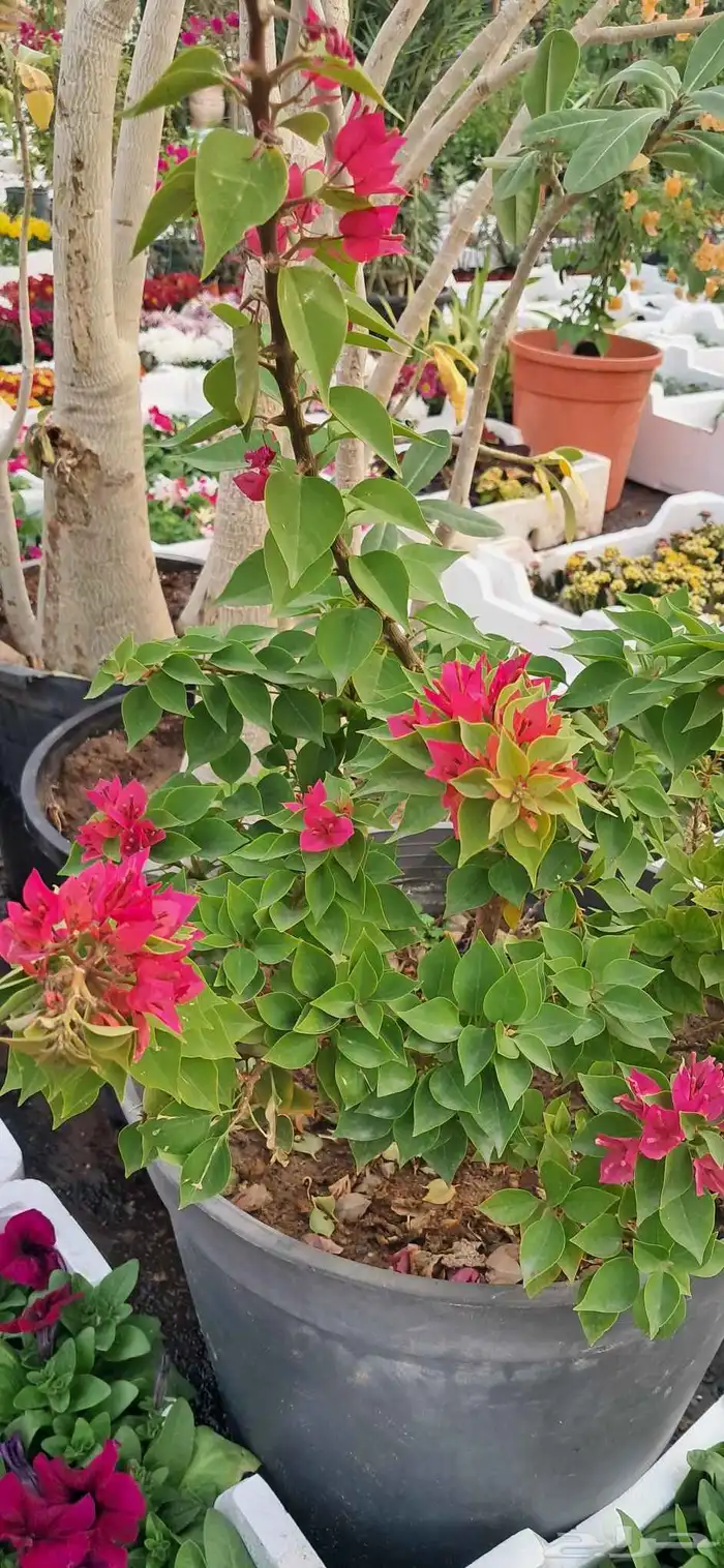 تنسيق الحدائق 5